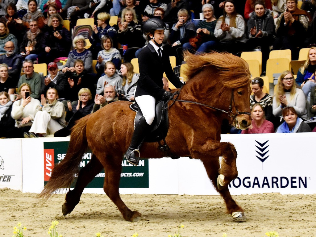 Legendary Breeding Stallion: Jarl fra Miðkrika