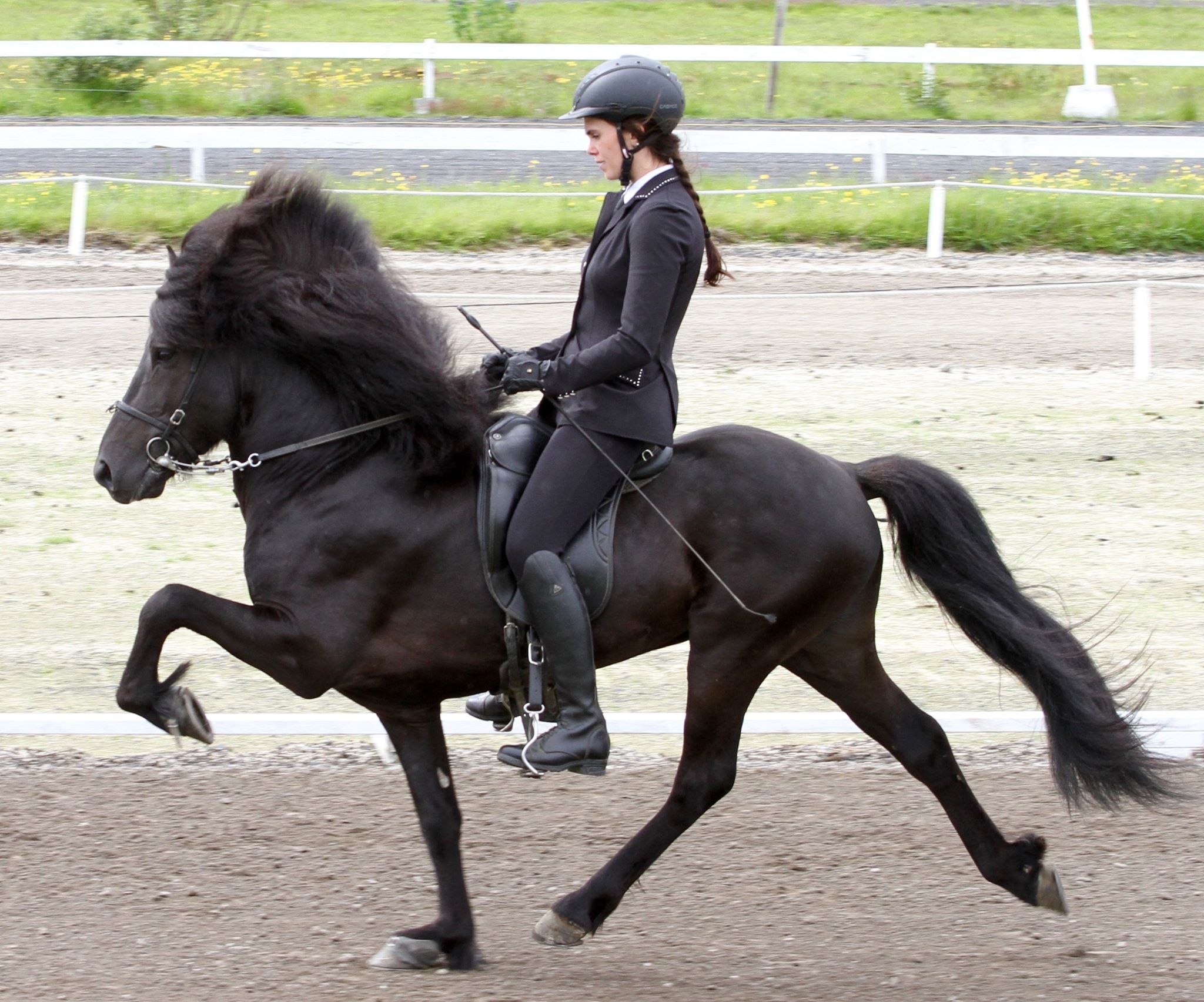The story behind the breeding stallion: Kveikur frá Stangarlæk 1!