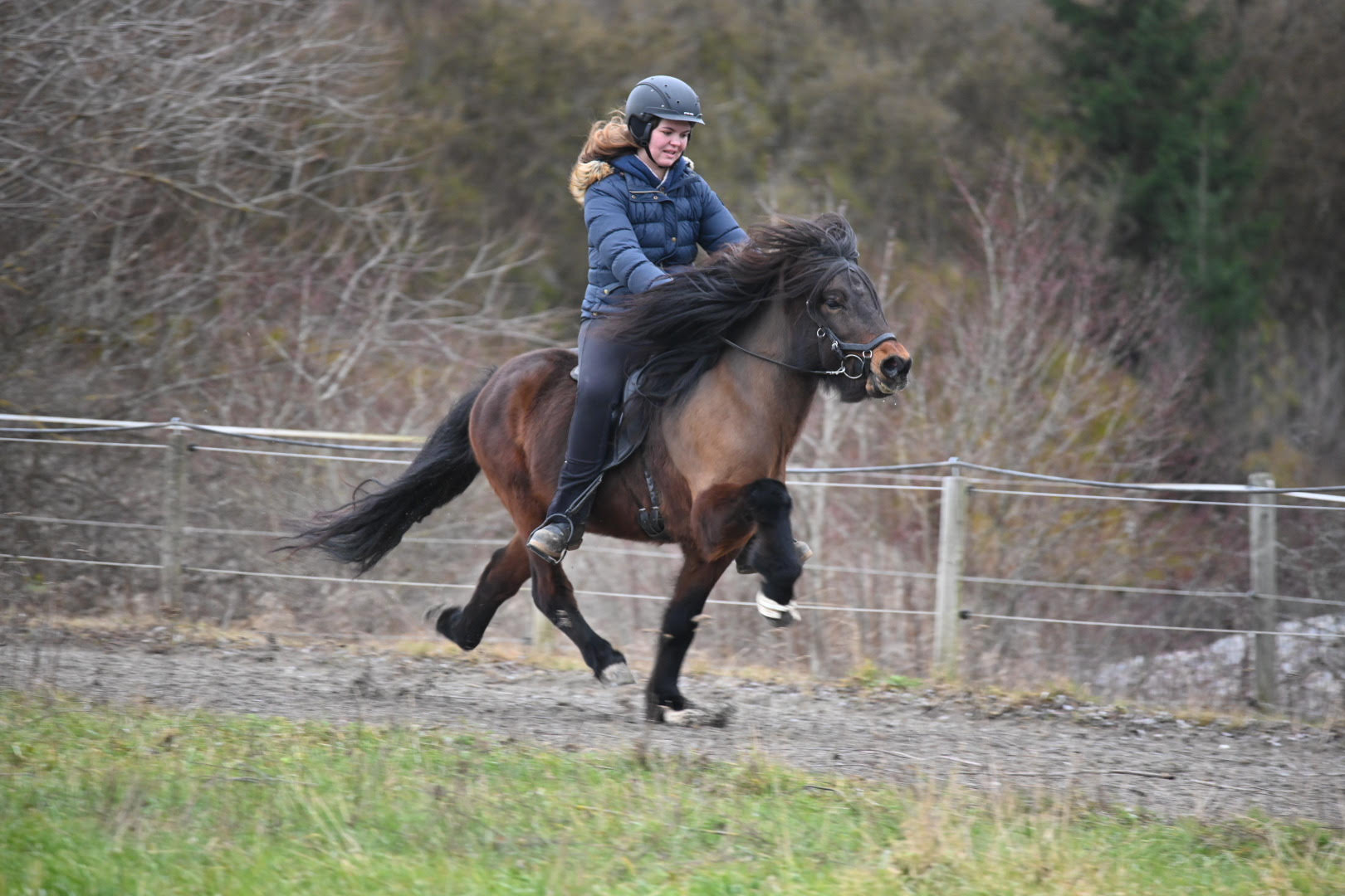 The story behind the breeding stallion: Vidalin frá Hamrahóli