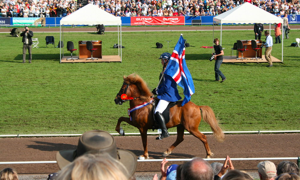 The stages of teambuilding with a new horse