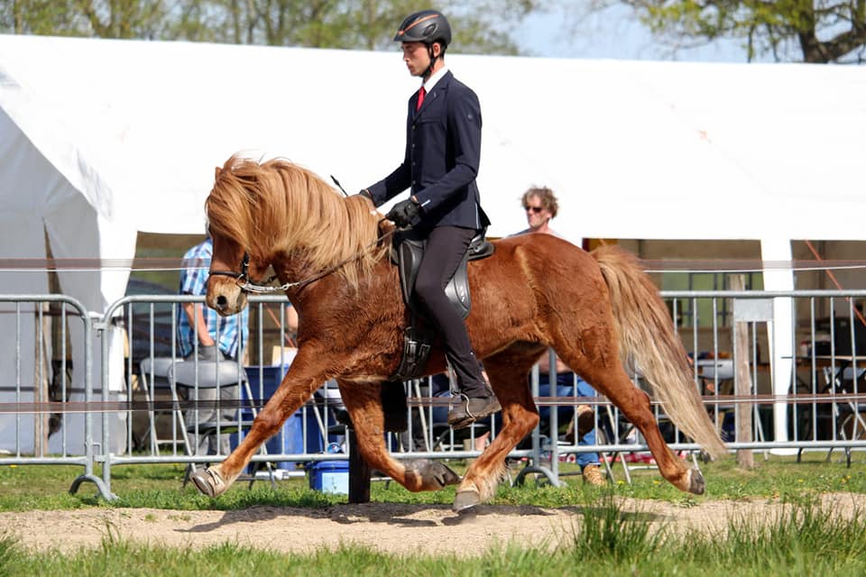 Funny Icelandic horse names