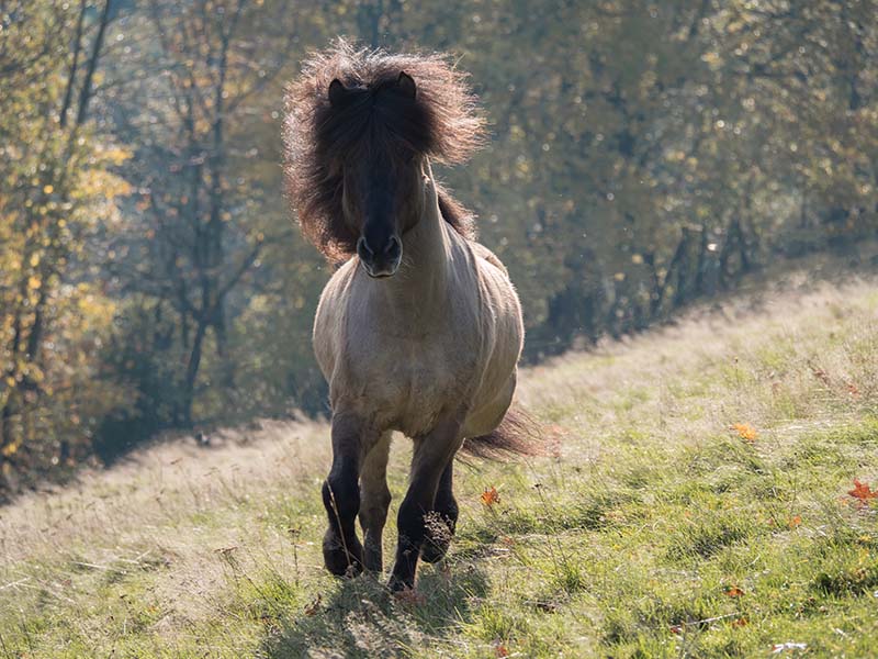 The story behind the breeding stallion: Vidalin frá Skiðbakka III