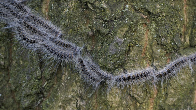 Oak processionary caterpillars, how to deal with them?