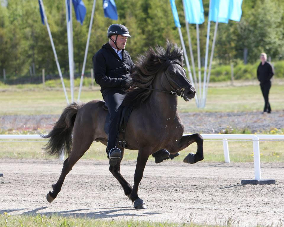 Legendary breeding stallion: Stáli frá Kjarri