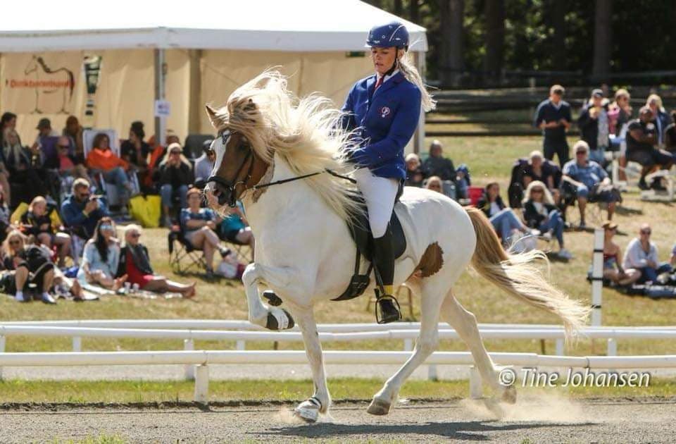 New stallion in NL: Sálmur frá Ytra-Skörðugili (8.25)
