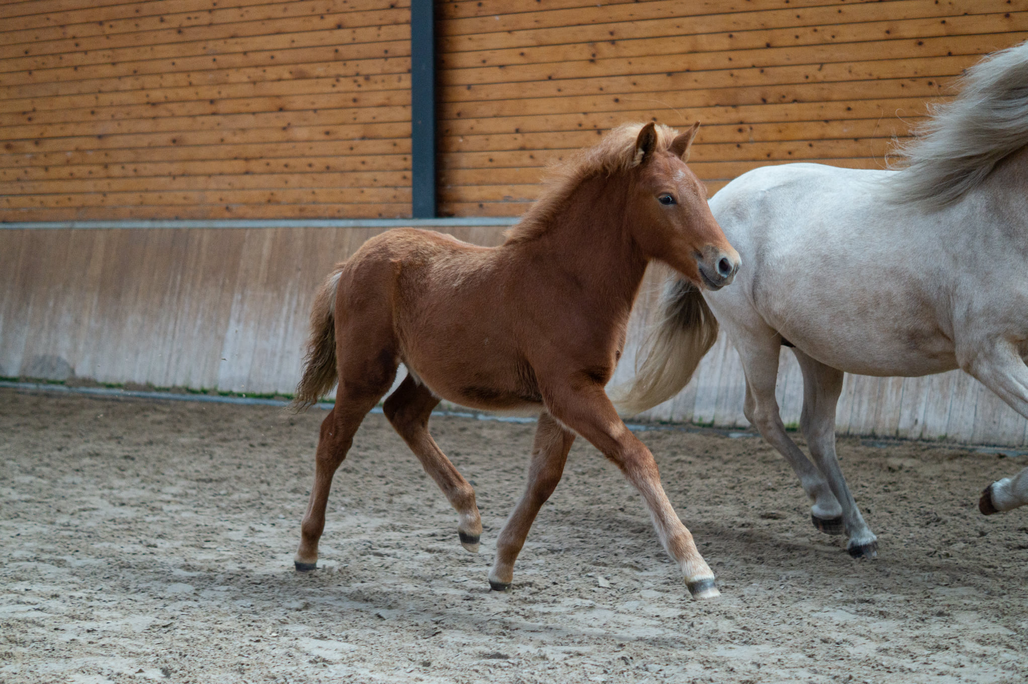 NL: Foal assessment weekend of the NSIJP