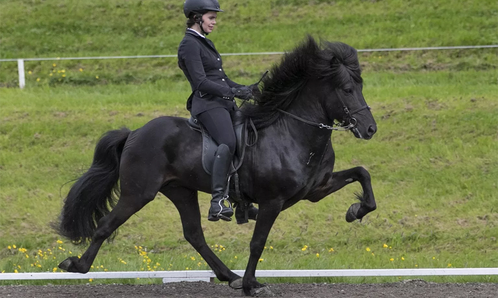 Kveikur frá Stangarlæk ab Herbst in DK zu Hause