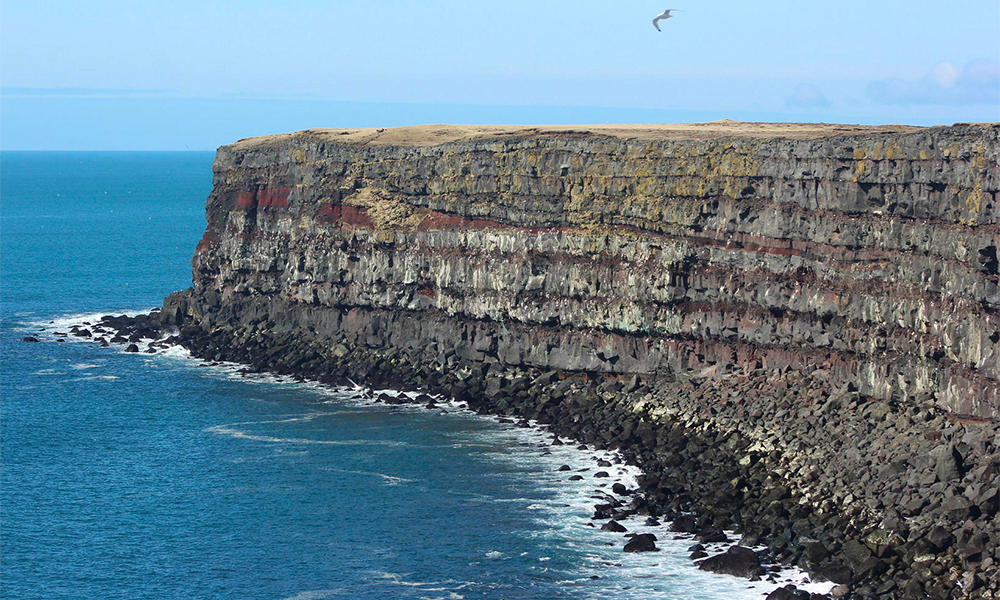 Neue Aussicht auf 34 Vogelarten in Reykjanes