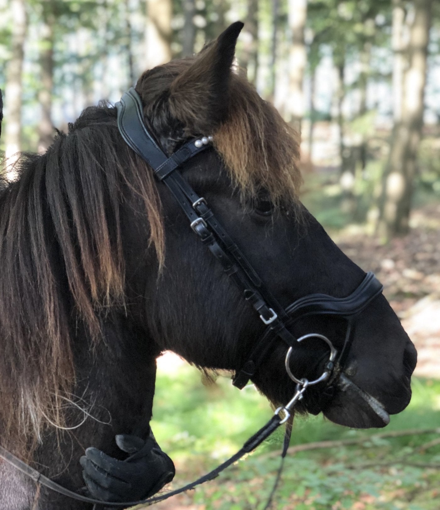 Review: Arius icehorse line bridle