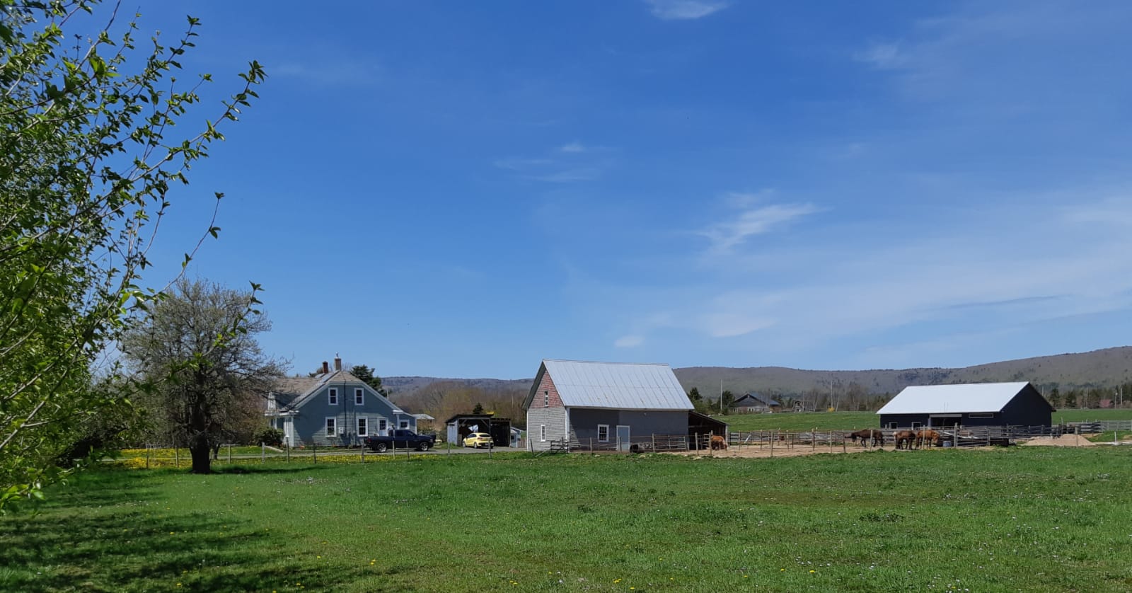 Vindsdalur: Icelandic horses in Canada