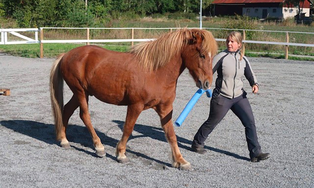 Malin aus Schweden ist FEIF Trainer of the Year 2020