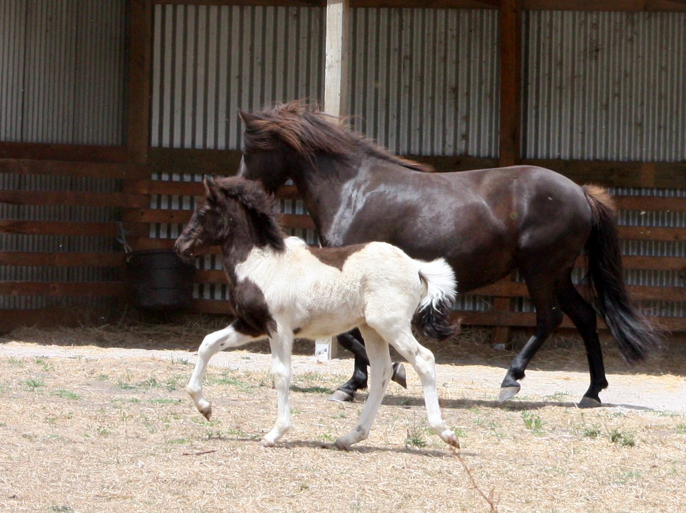 Nele Koemle: Icelandic Horses Down Under (EN/DE) part 2