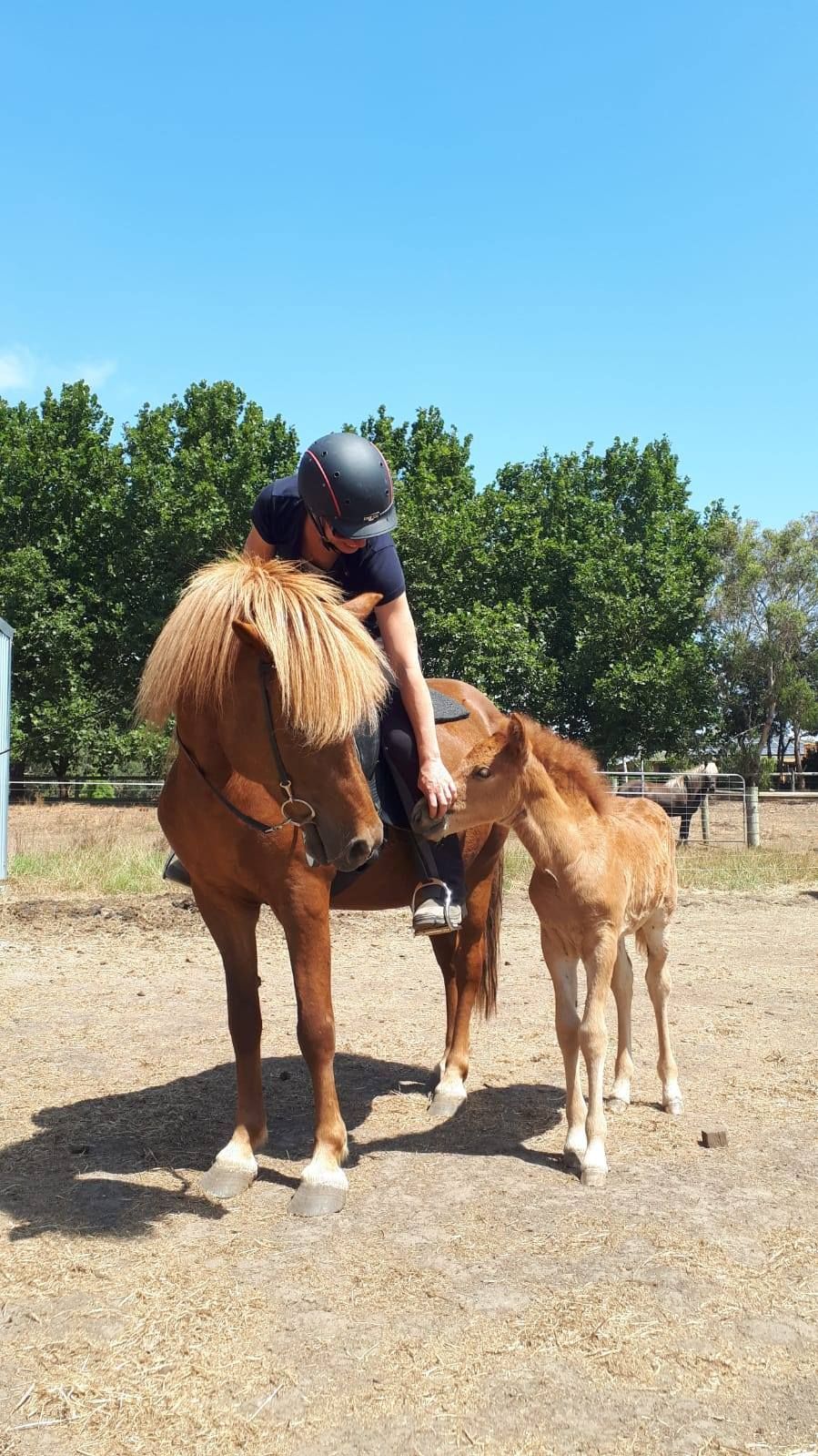 Nele Koemle: Icelandic Horses Down Under (EN/DE)