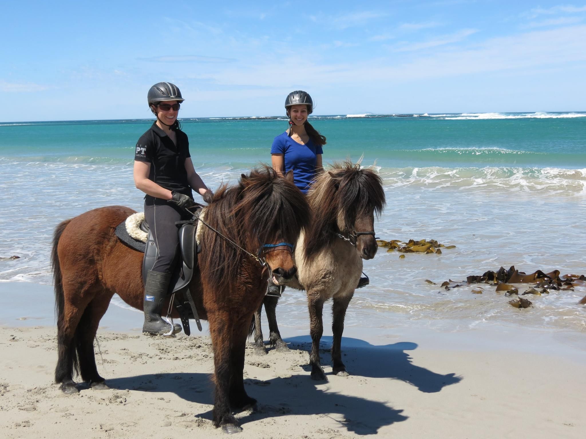 Nele Koemle: Icelandic Horses Down Under (EN/DE) part 3