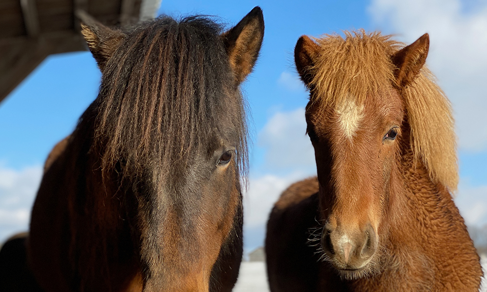 The Icelandic Horse: Really just a horse?