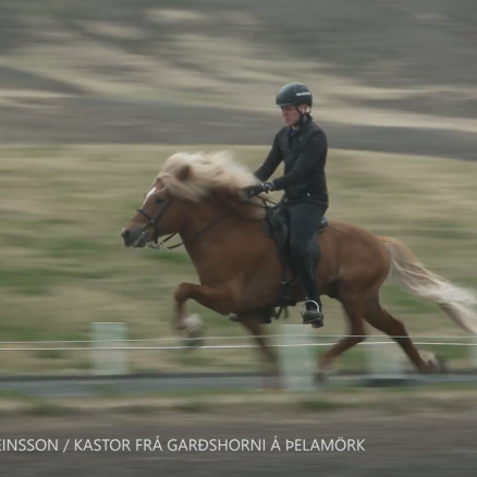 Great breeding horses in Hólar – Kastor with 10 for pace