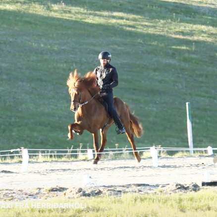 Herríðarhóll: A good breeding stallion is a horse you want to ride (EN/DE)
