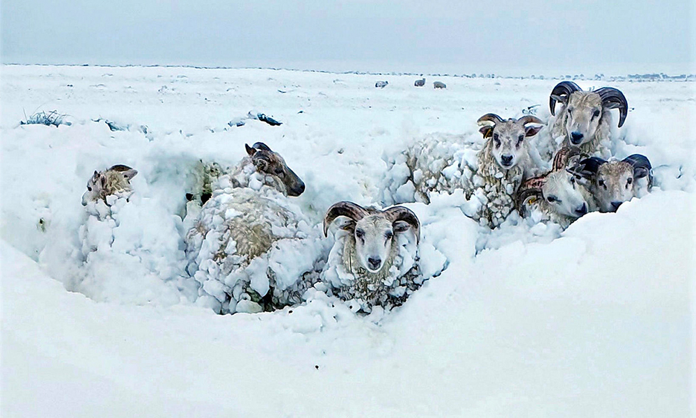 Schafe in Schneenot: 100 nach Blizzard gerettet