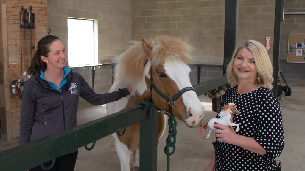 First Icelandic Horse returns to Iceland!