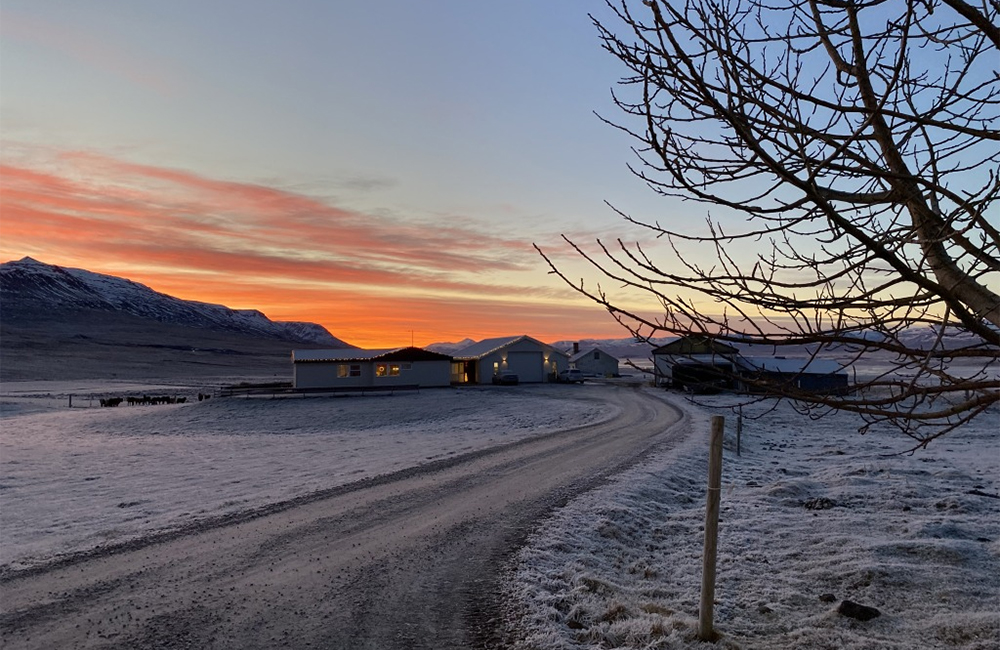 Züchten auf Narfastaðir: Rósa María und Bergur