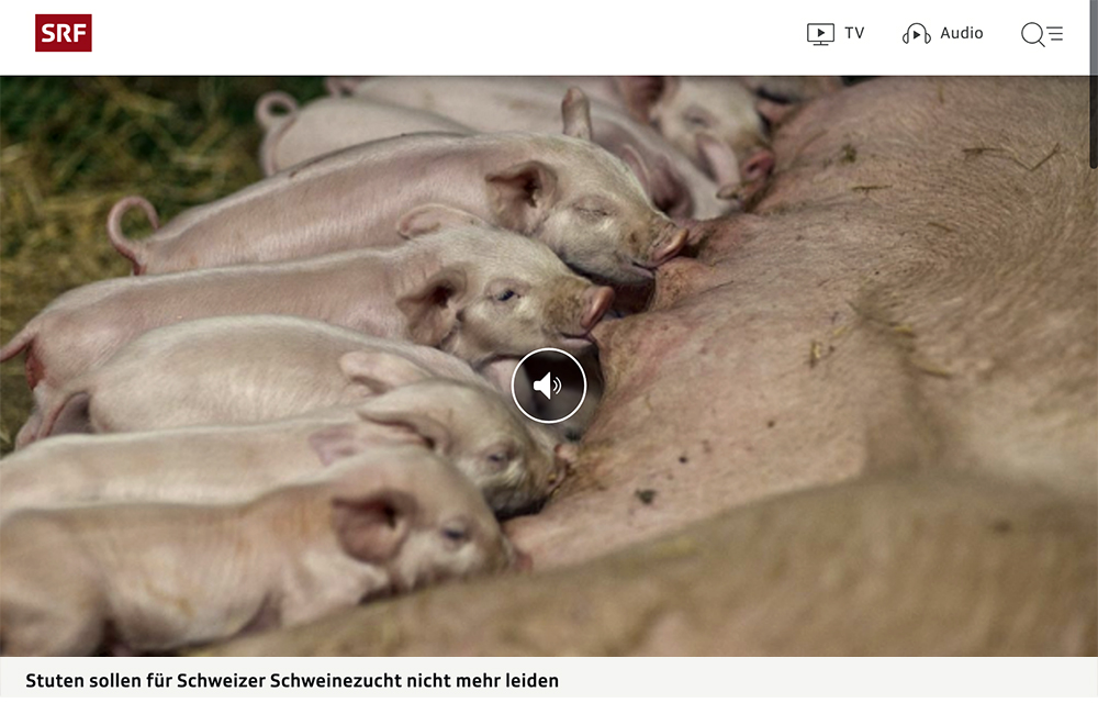 Schweizer Schweinezucht verzichtet auf Stutenblut