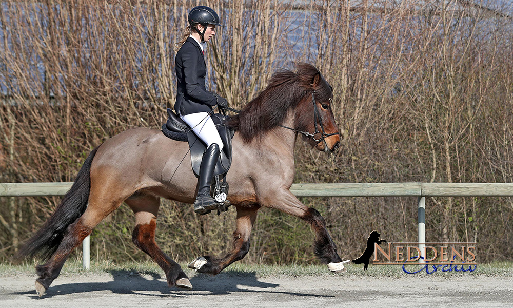 Glänzendes Elli-Doppel in Ellenbacher Futurity