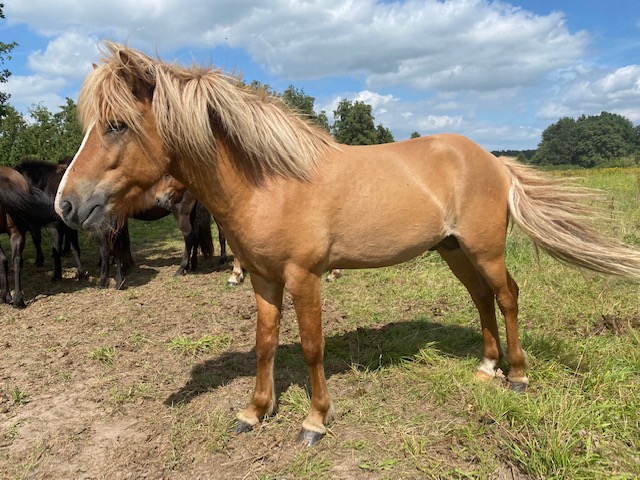 SOLD! NL: Leirblesi van ‘t Schermereylandt NL2018100039