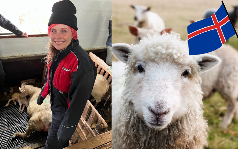 Icelandic politics: sheep farms and local elections