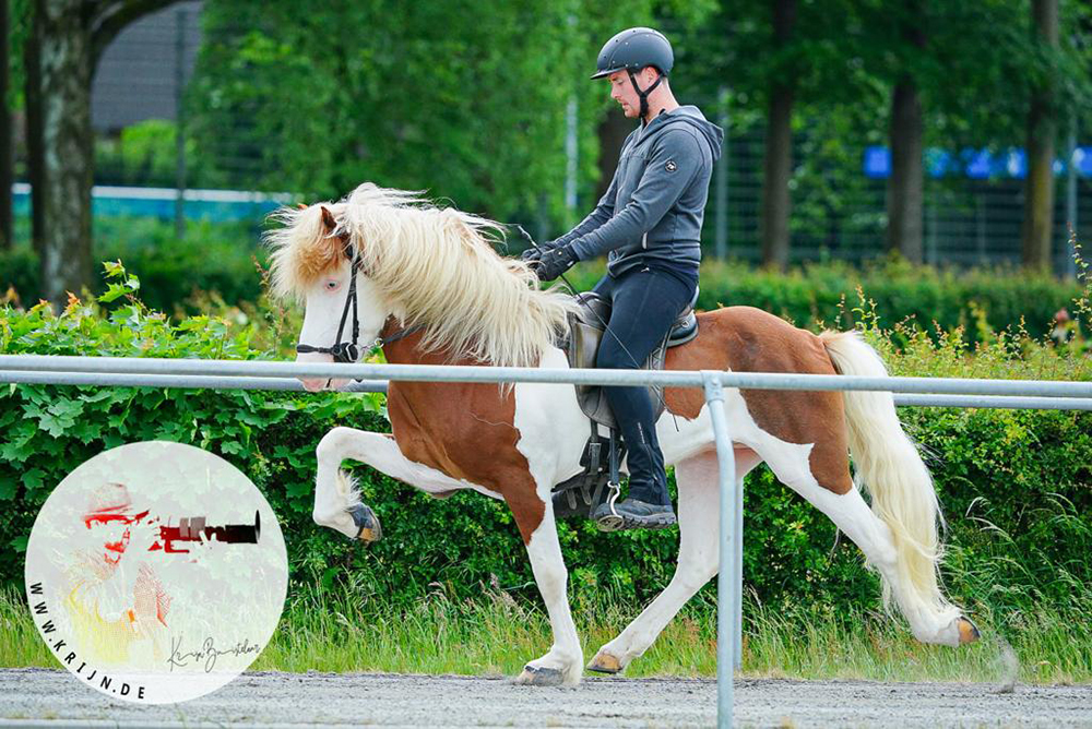 FIZO fertig in Verden: Moli frá Skálafelli die Nr. 1