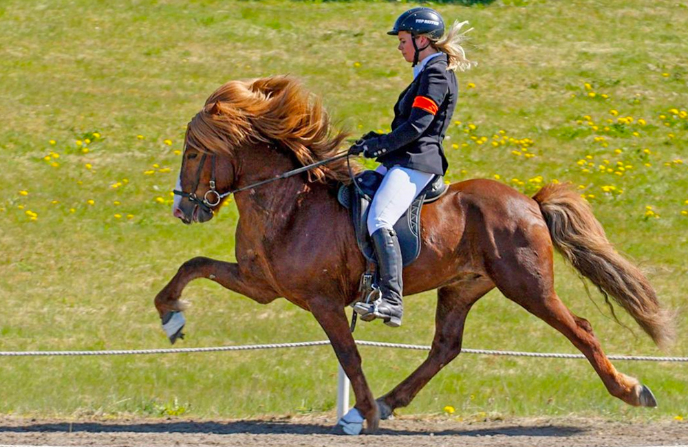 Loksins Landsmót: Leynir, Ljósvaki, Kjarkur ready!