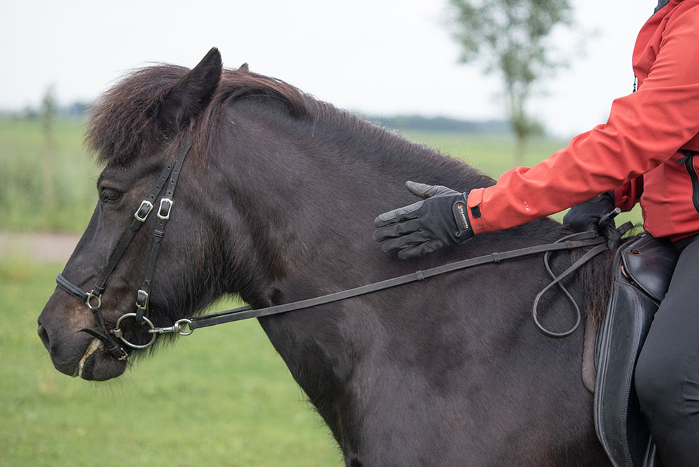 An alle: Besseres Reiten ist gelebter Tierschutz