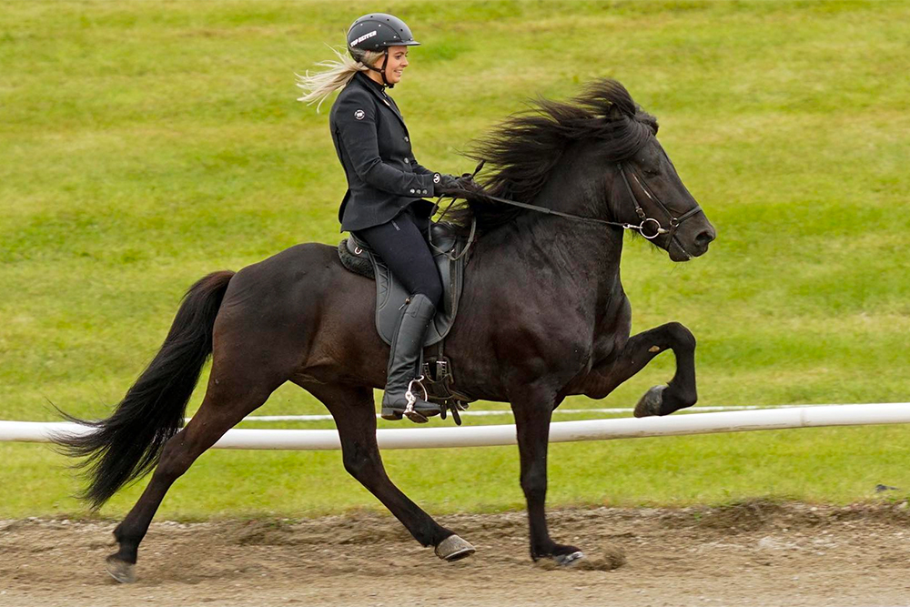 LM: Fróði und Valíant die besten 4/5-jähr. Hengste