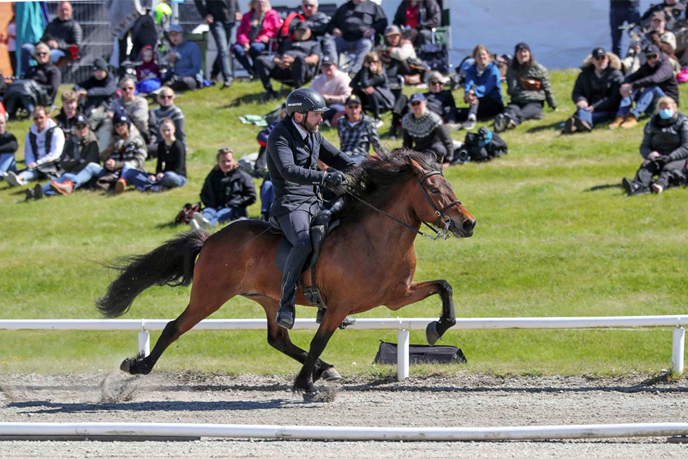 Álfamær, Lýdía, Kastanía binnen 0,13 bei Stuten 7+