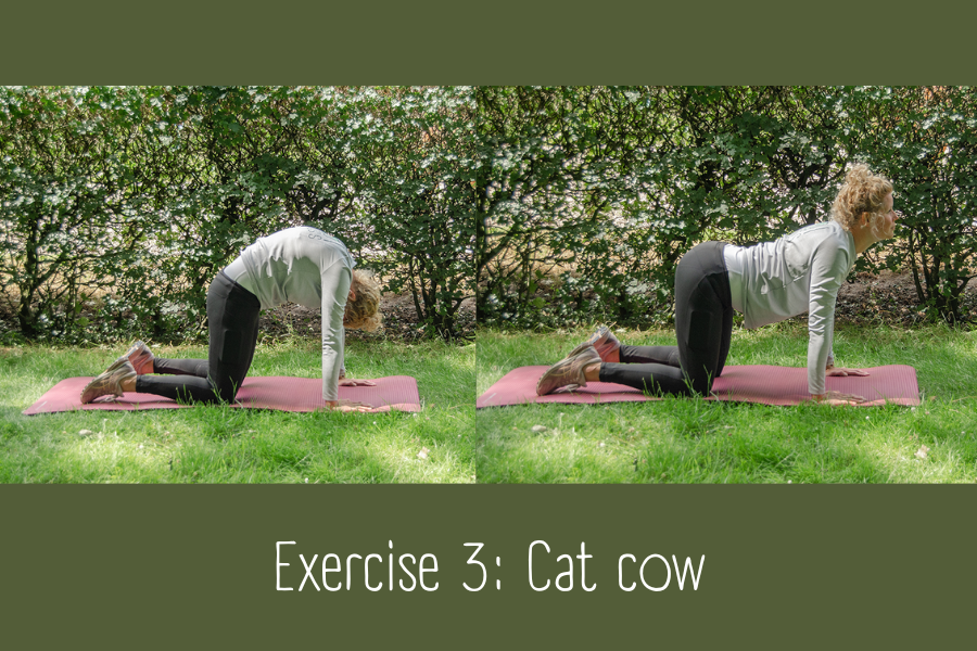 Exercise 3: Cat cow