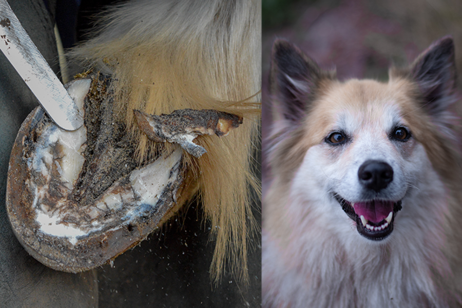 Keep your dogs away from the farrier