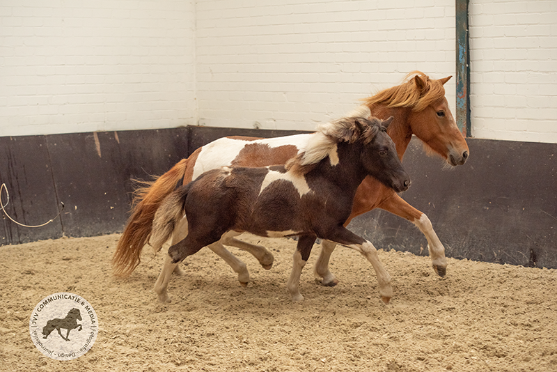 Assessment Fensalir II: Demantur, Tigla & Gina best horses