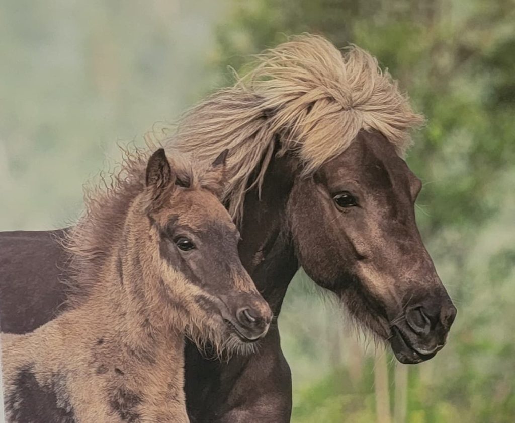 Sable Island, wild horses, a photo shoot – and Icelandics!