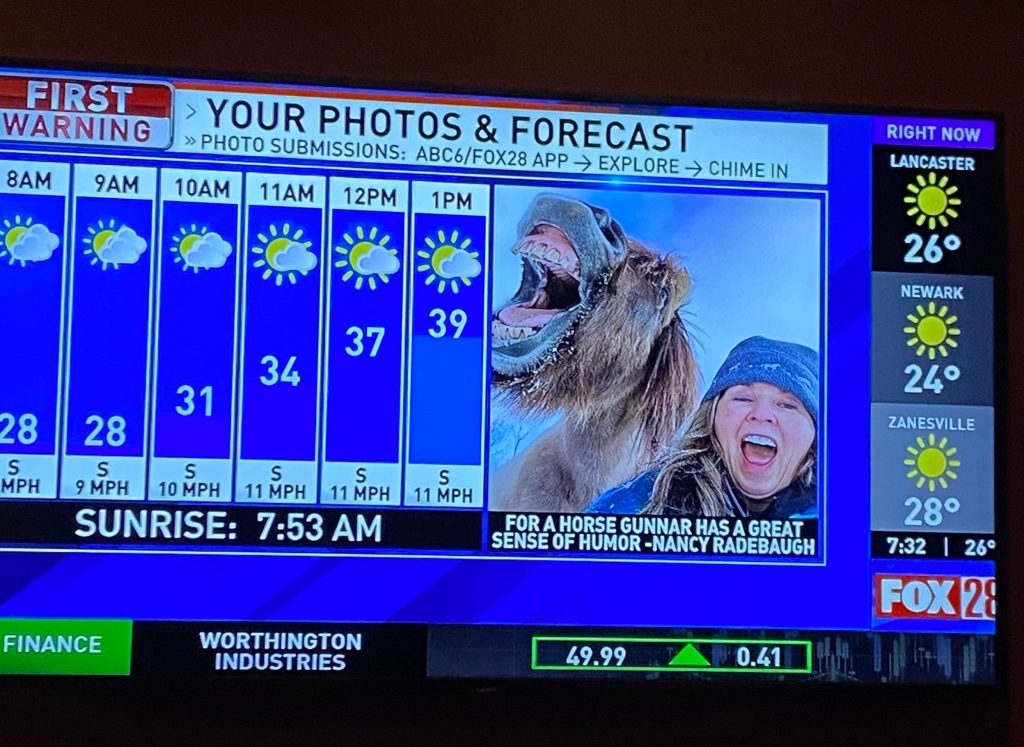 Icelandic horse Gunnar on American TV