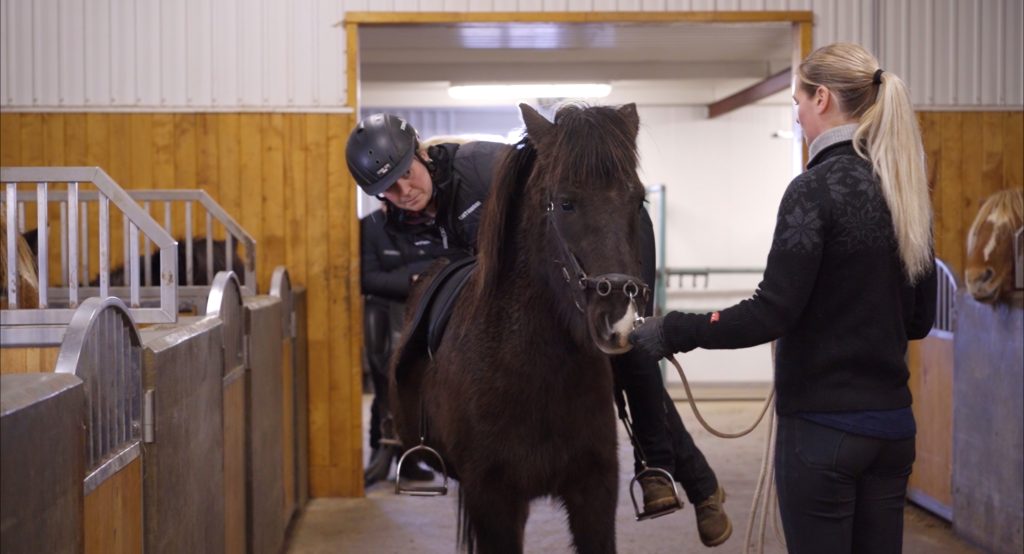 From pasture into hands – Training at Gangmyllan