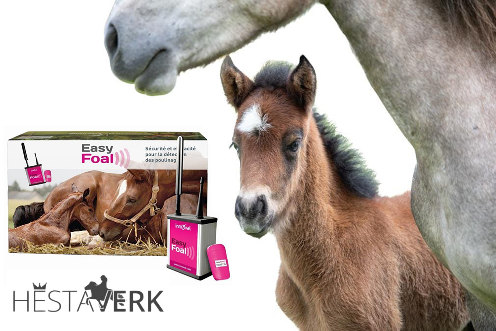 Nix verpassen: EasyFoal meldet Fohlengeburten