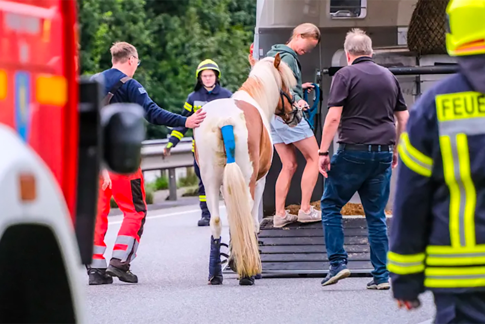 Drama um Dama: Unfall glimpflich ausgegangen