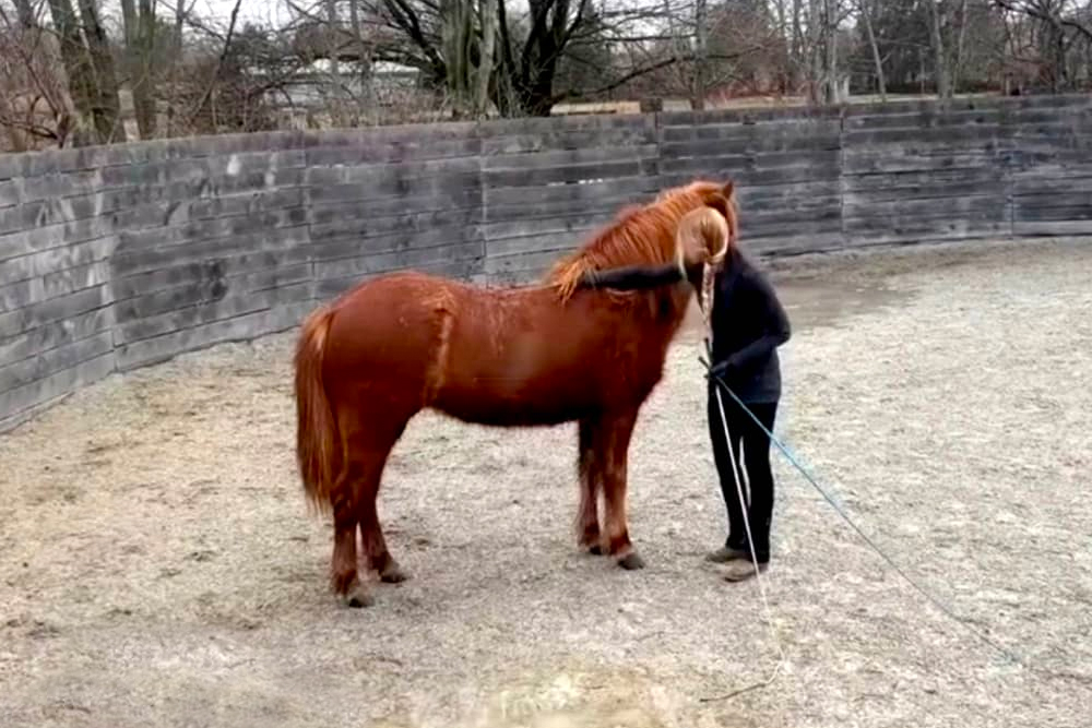 Carrie Brandt: Starting a horse bridleless