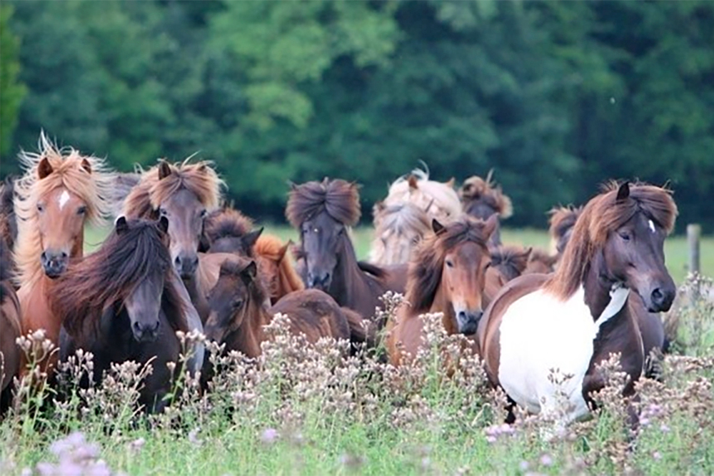 Ein gutes Pferd hat (meistens) keine Farbe