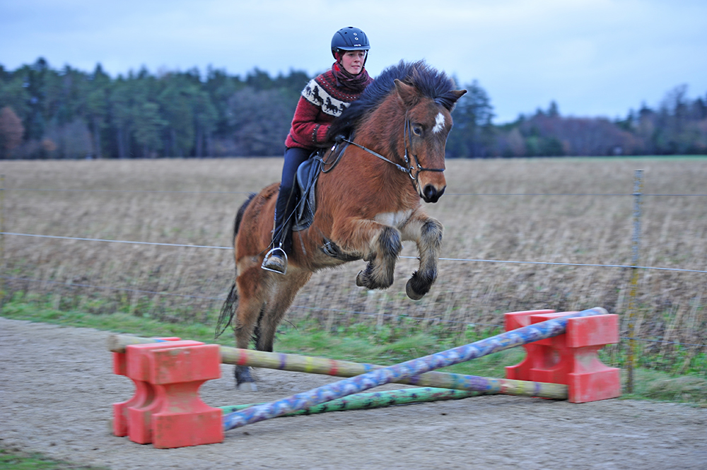 Gedanken: Reiten um der Pferde Willen