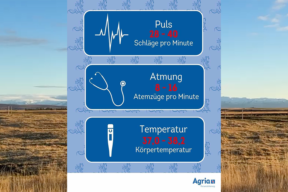 Erste Hilfe für Pferde: Praxis-Tipps von Agria