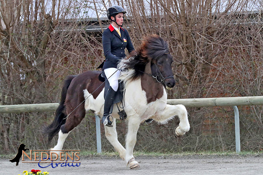 Sport & Hengstschau auf Ellenbach: Nennen bis DO