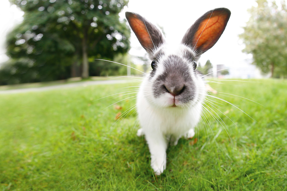 Frohe Ostern: genießt die Ruhe der Feiertage!