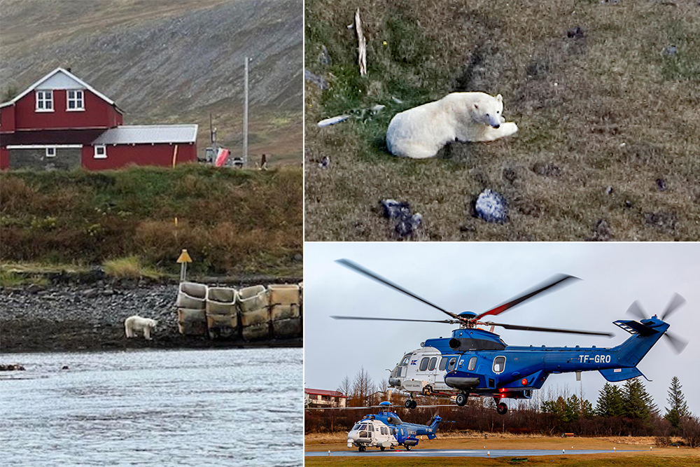 Westfjord-Eisbär nach Risikoeinschätzung erlegt