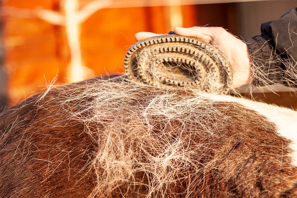 Alle Jahre wieder – Angriff der Haarbüschel