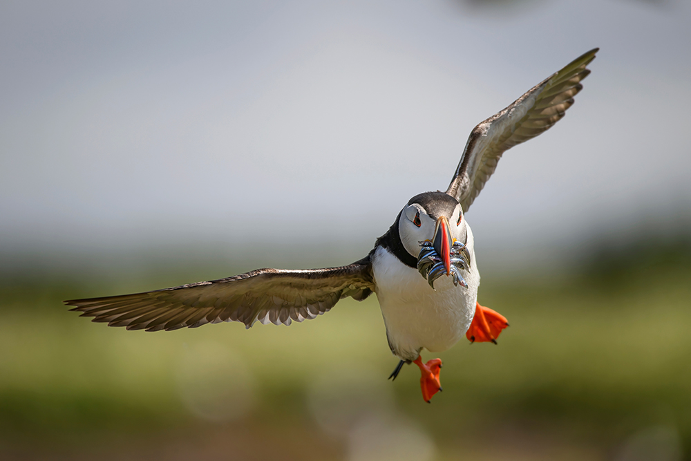 Putzig, selten, photogen: Islands Papageientaucher